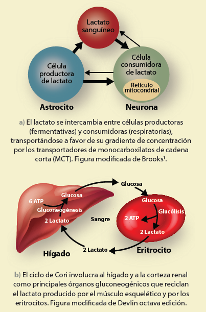 gastroenterologia villalobos 6 edicion pdf 105