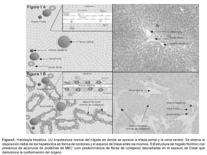  se puede observar una mezcla organizada de proteínas denominada matriz 