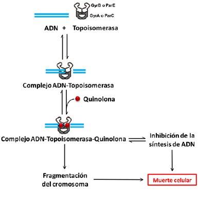 Resistencia Bacteriana a Quinolonas: Determinantes Codificados en Plásmidos
