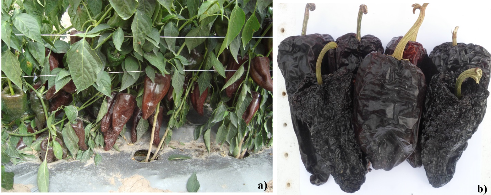 HAM14F híbrido de chile ancho mulato para el altiplano nortecentro de