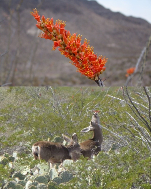 Ocotillo flowers as food resource for the mule deer during the dry season