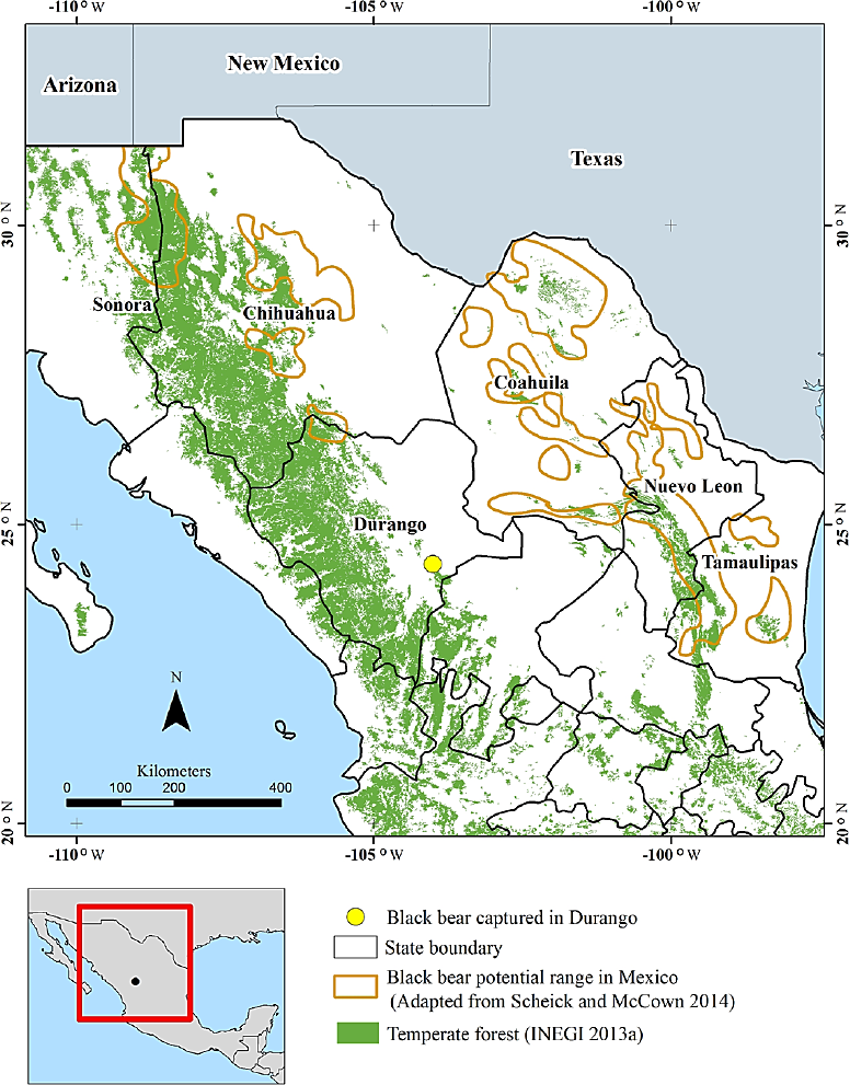 One Black Bear Ursus Americanus Connects The Great Sierras Genetic