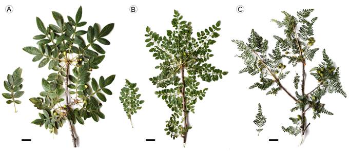 Pollen viability and germinability of putative Bursera hybrids (section ...