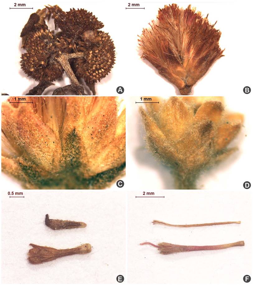 La subtribu Plucheinae (Inuleae, Asteraceae) en México: taxonomía ...