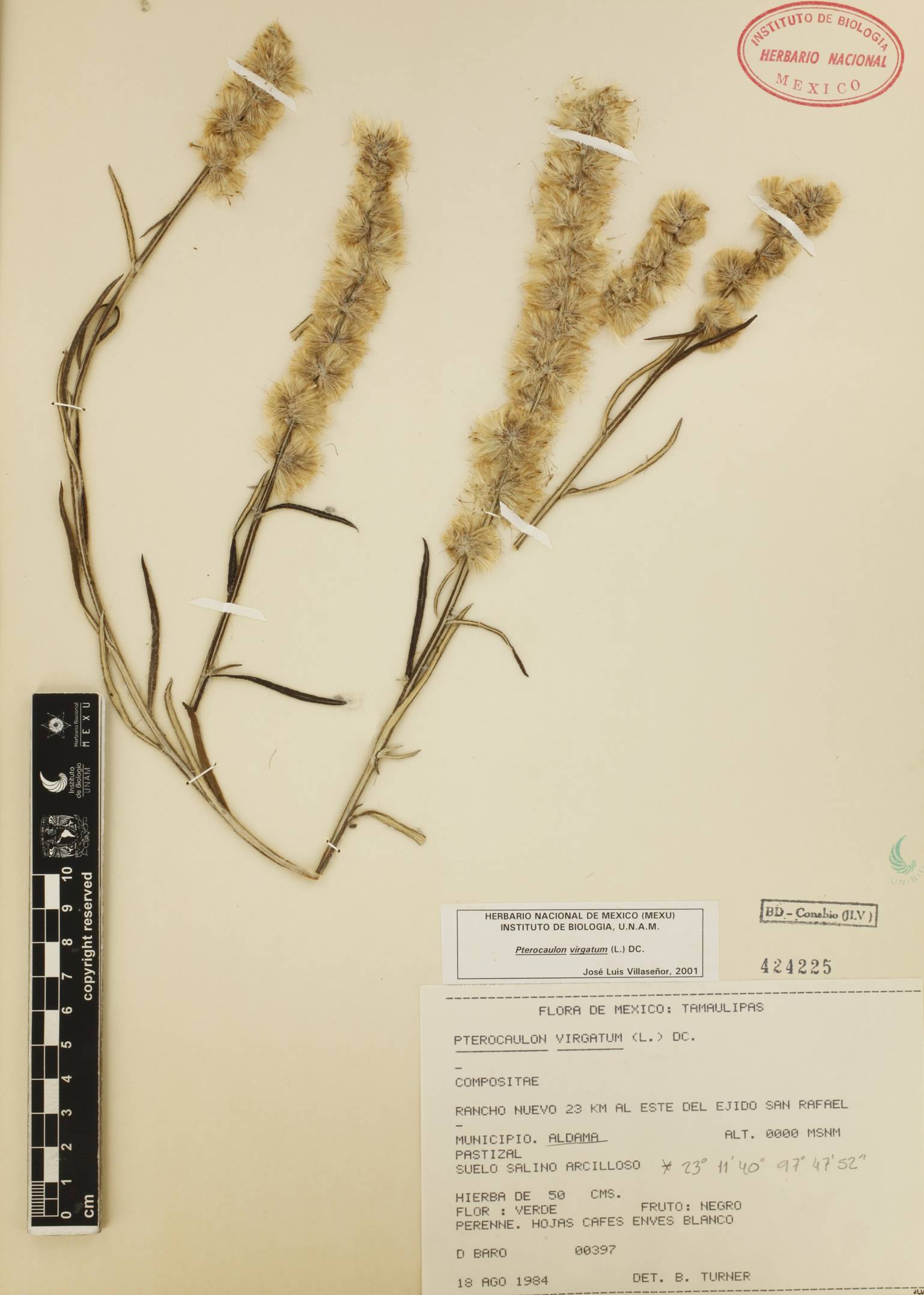 La subtribu Plucheinae (Inuleae, Asteraceae) en México: taxonomía ...