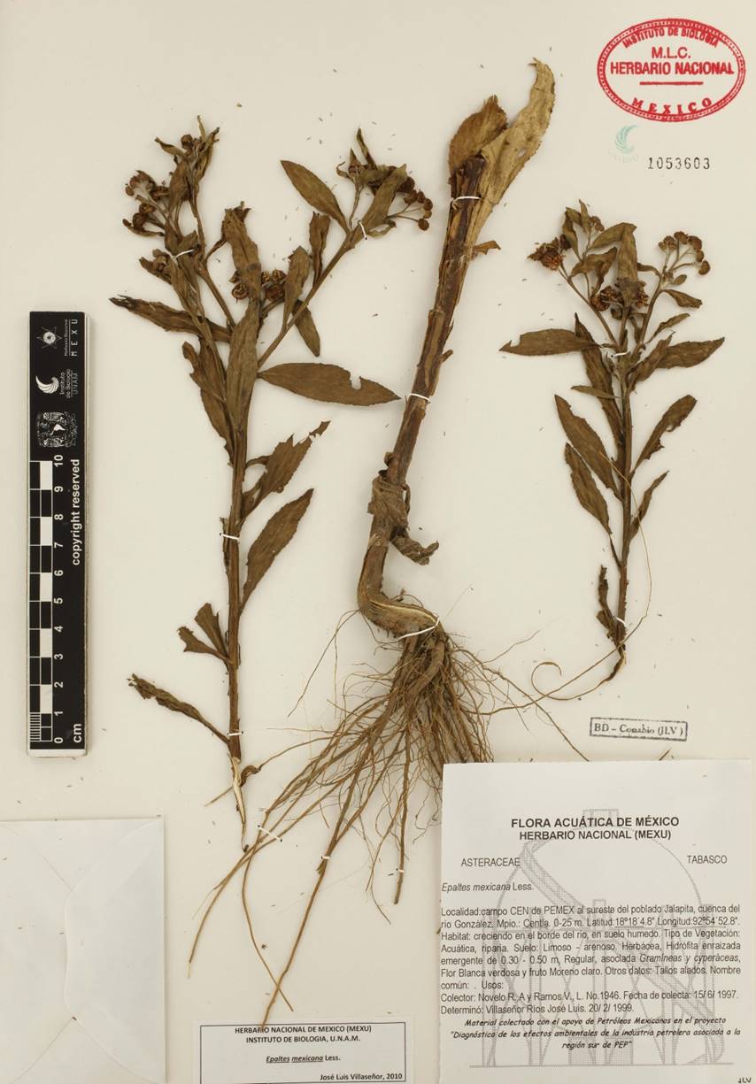 La subtribu Plucheinae (Inuleae, Asteraceae) en México: taxonomía ...