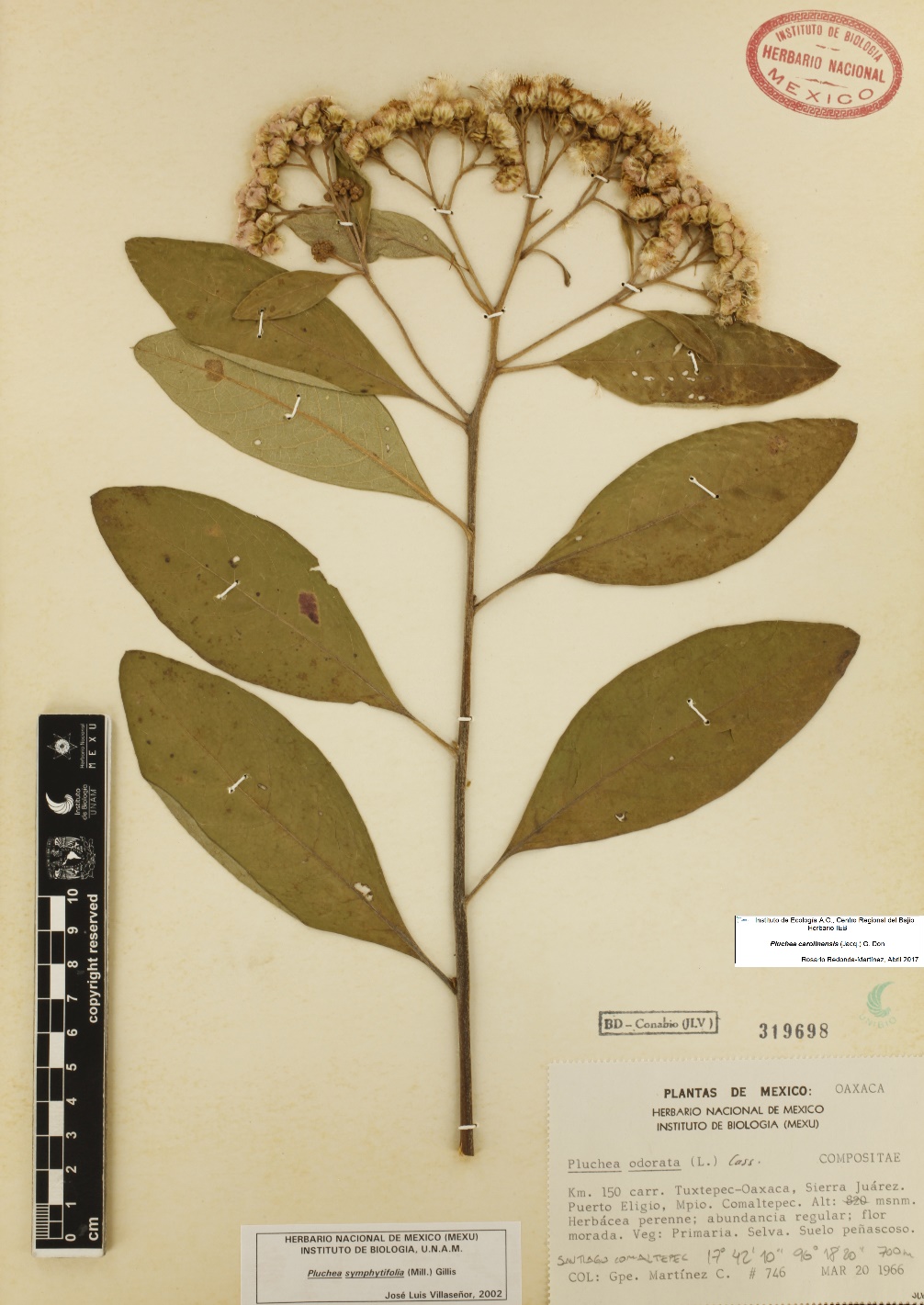 La subtribu Plucheinae (Inuleae, Asteraceae) en México: taxonomía ...