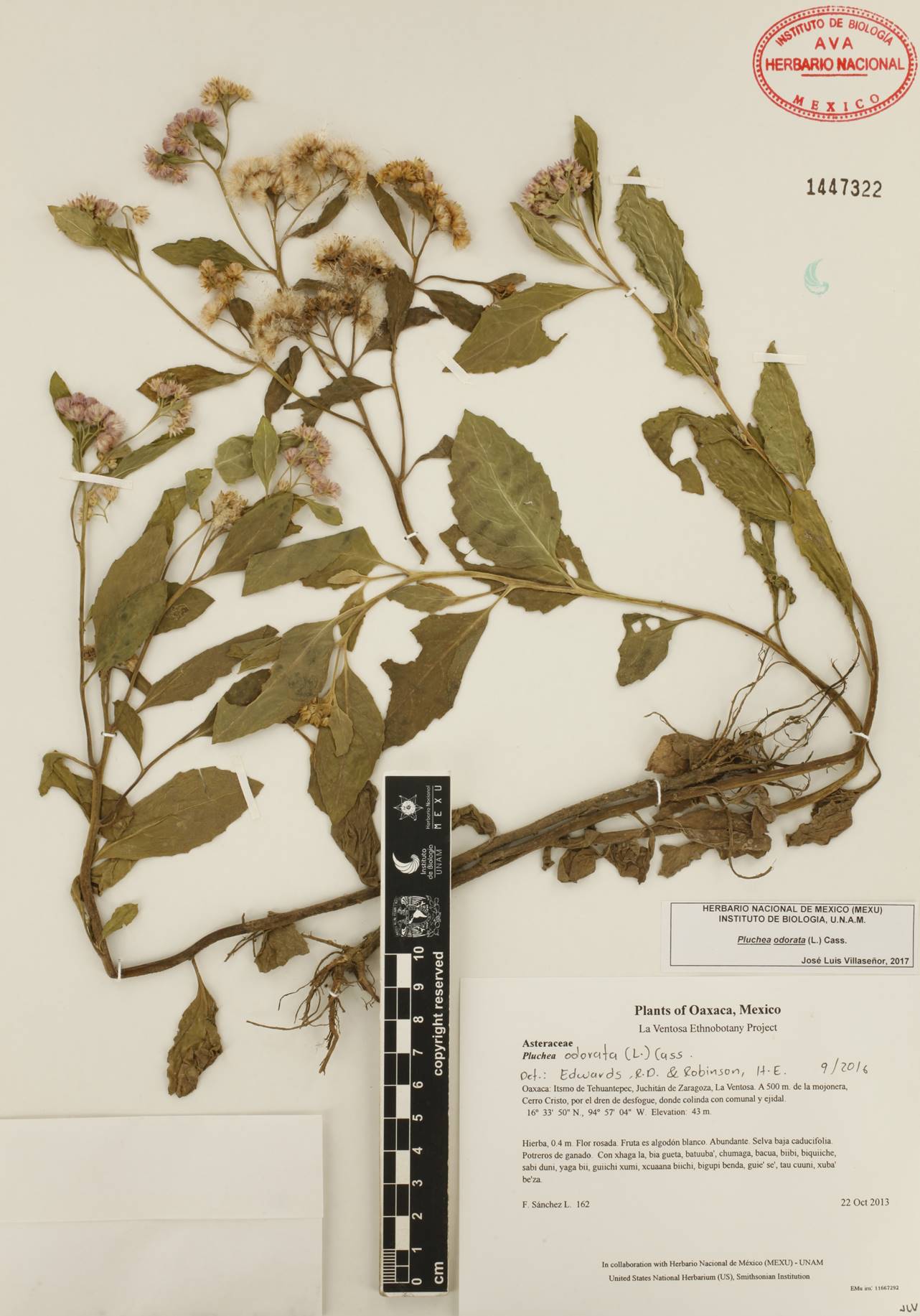 La subtribu Plucheinae (Inuleae, Asteraceae) en México: taxonomía ...