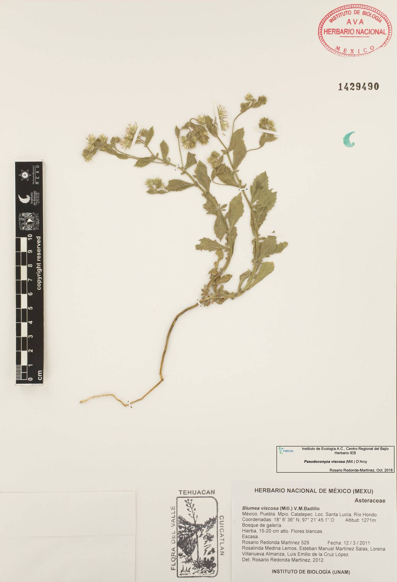 La subtribu Plucheinae (Inuleae, Asteraceae) en México: taxonomía ...