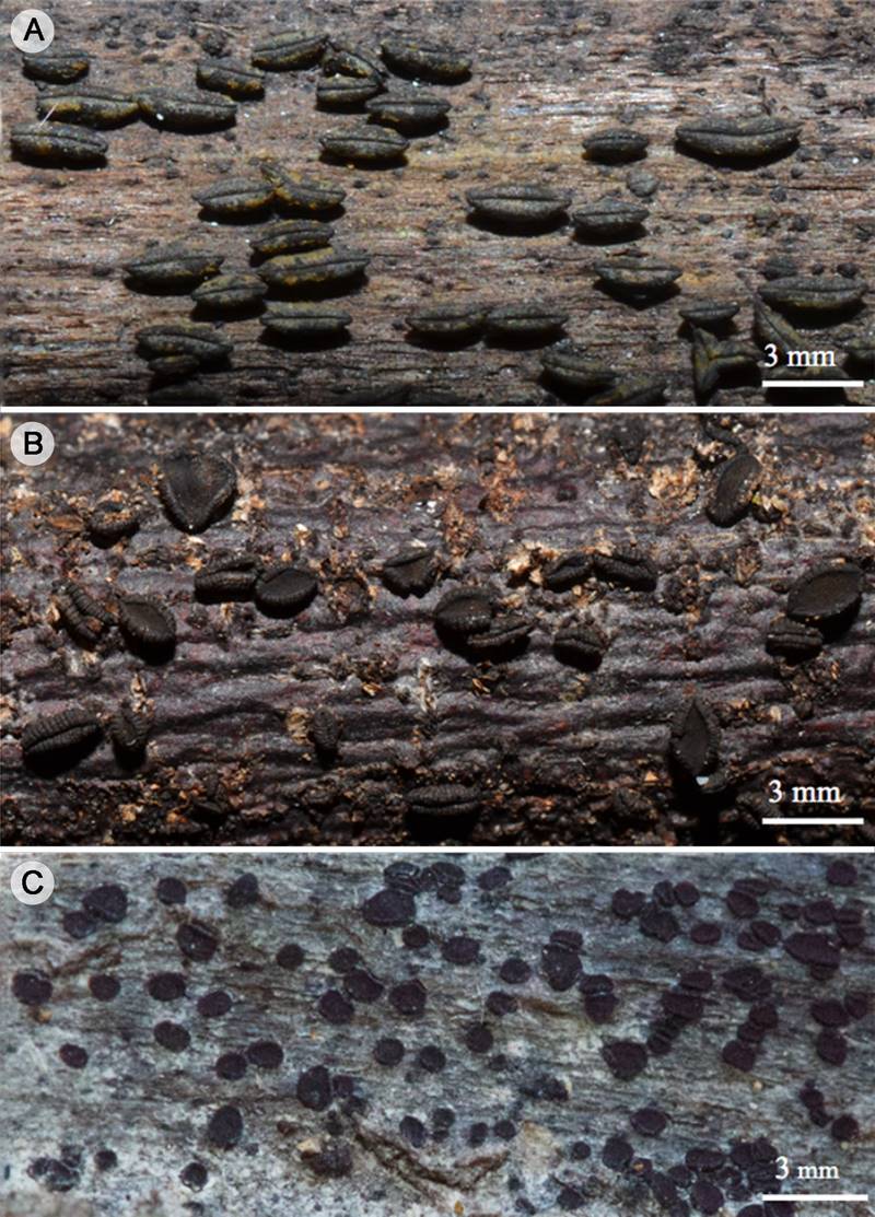 
						Dothideomycetes: A. Rhytidhysteron neorufulum Thambug. & K.D. Hyde; B. R. rufulum (Spreng.) Speg.; C. Patellaria atrata (Hedw.) Fr.
					