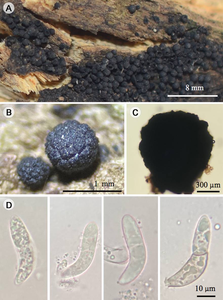 
						Bertia tropicalis Huhndorf, A.N. Mill. & F.A. Fernández: A. ascomas gregarios; B. peritecios inmaduro y maduro; C. peritecios turbinados; D. ascosporas.
					