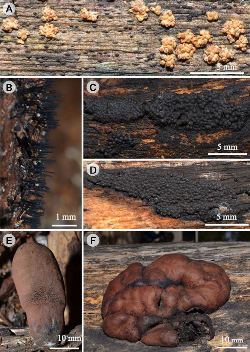 
						Sordariomycetes: A. Bionectria ochroleuca (Schwein.) Schroers & Samuels; B. Peroneutypa scoparia (Schwein.) Carmarán & A.I. Romero; C. Annulohypoxylon nitens (Ces.) Y.M. Ju, J.D. Rogers & H.M. Hsieh; D. A. purpureonitens (Y.M. Ju & J.D. Rogers) Y.M. Ju, J.D. Rogers & H.M. Hsieh; E. Daldinia cuprea Starbäck; F. D. eschscholtzii (Ehrenb.) Rehm.
					