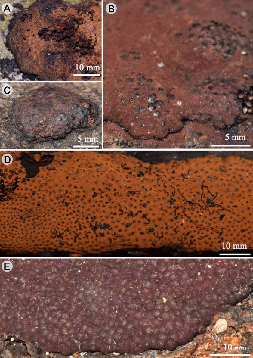 
						Sordariomycetes: A. Hypoxylon cinnabarinum (Henn.) Henn.; B. H. duranii Rogers; C. H. erythrostroma J.H. Mill.; D. H. haematostroma Mont.; E. H. investiens (Schwein.) M.A. Curtis.
					