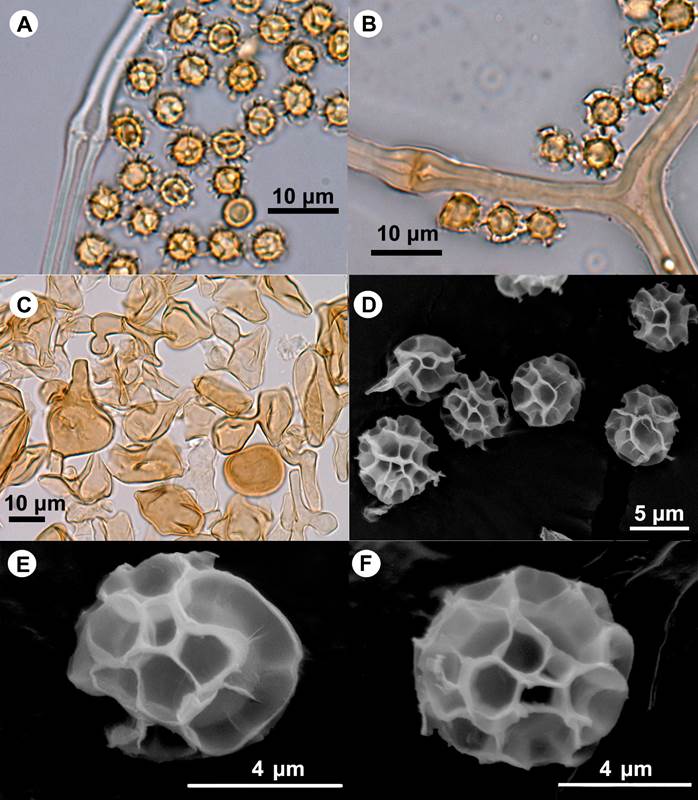 Primer registro de Tulostoma exasperatum (Agaricomycetes, Agaricales ...
