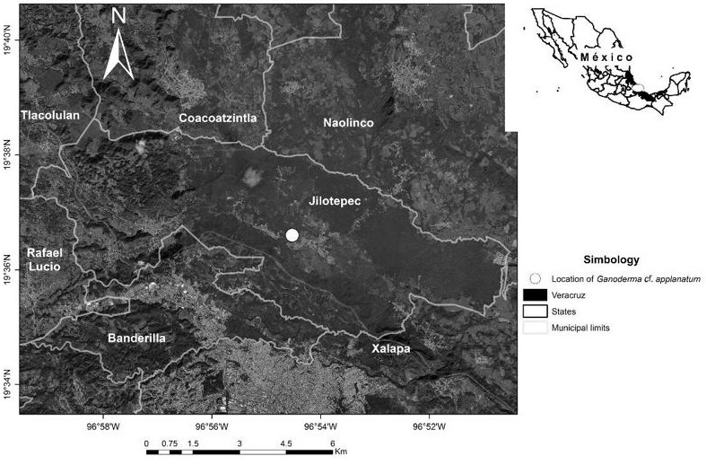 
						Location of Ganoderma cf. applanatum (Pers.) Pat. in an agroforestry coffee system in municipio Jilotepec, Veracruz, Mexico, where Euglossini bees were collecting fragrances.
					