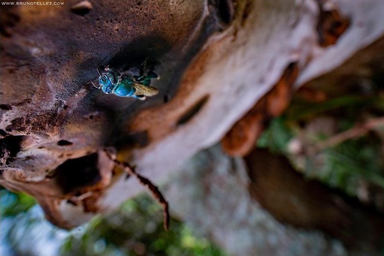 
						Male of Euglossa Latreille, 1802 collecting fragrances on the hymenium of Ganoderma cf. applanatum (Pers.) Pat.
					