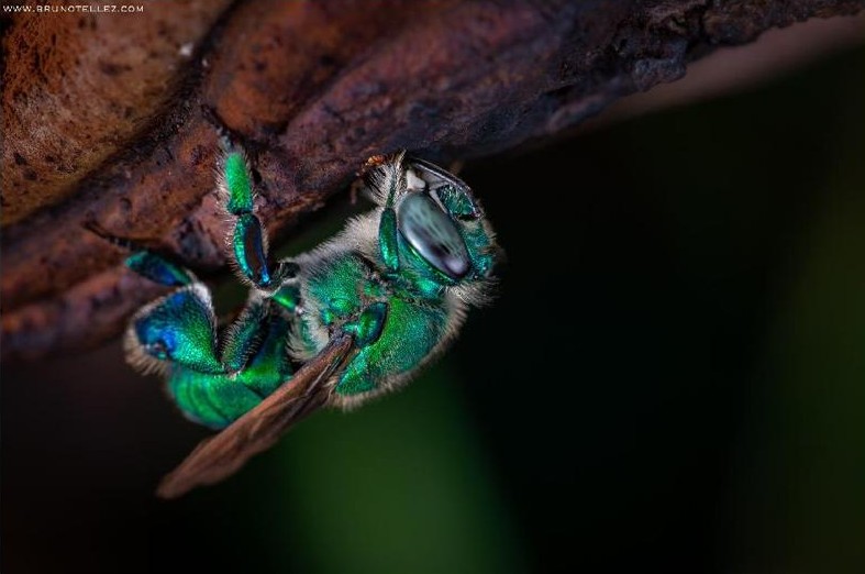 
						Spores of Ganoderma cf. applanatum (Pers.) Pat. covering the hairs and wings of Euglossa Latreille, 1802 during the collection of fragrances.
					