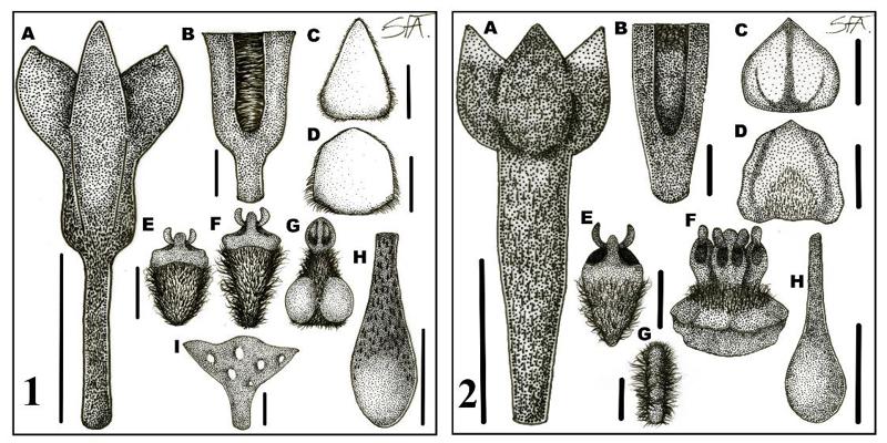 Vertificilo Cinco especies nuevas de Aniba (Lauraceae) de Colombia