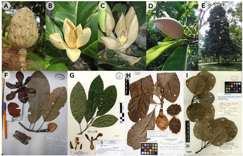 Marie -Ryoの初期イメージ作品。 An updated infrageneric classification of Neotropical Magnolia