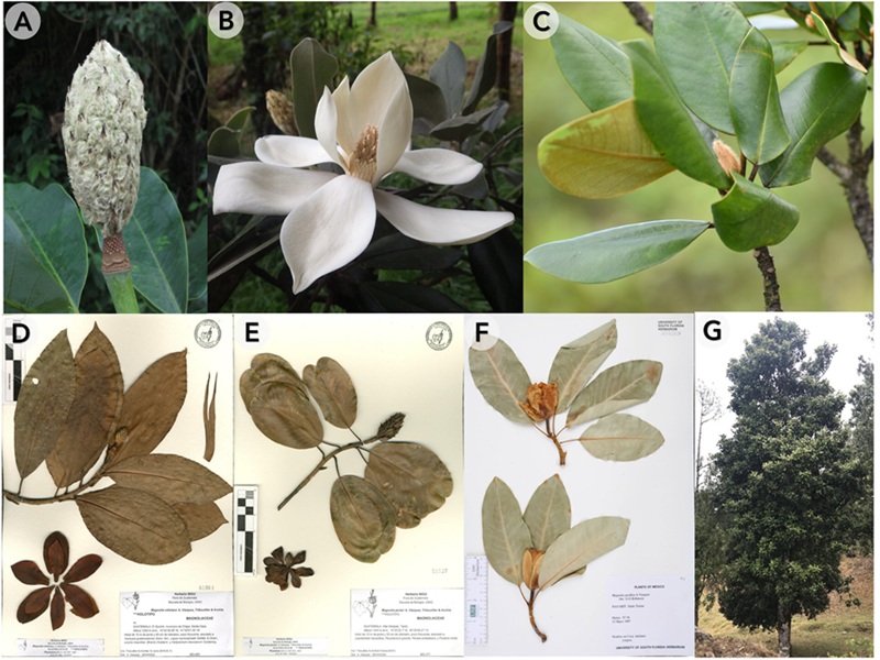 An updated infrageneric classification of Neotropical Magnolia