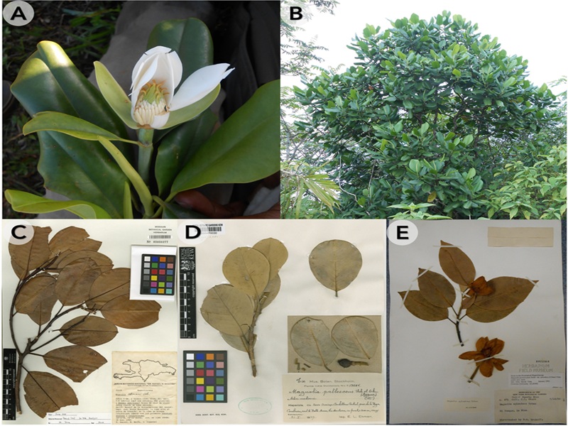 An updated infrageneric classification of Neotropical Magnolia