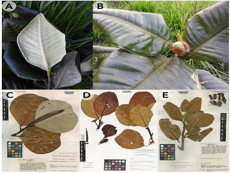 An updated infrageneric classification of Neotropical Magnolia