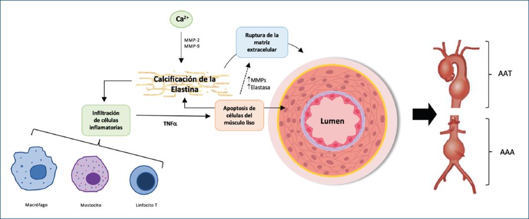 Desarrollo, técnicas y utilidad de modelos animales experimentales de ...