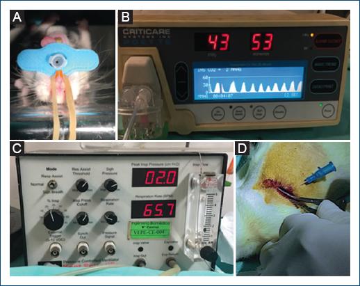 Desarrollo, técnicas y utilidad de modelos animales experimentales de ...