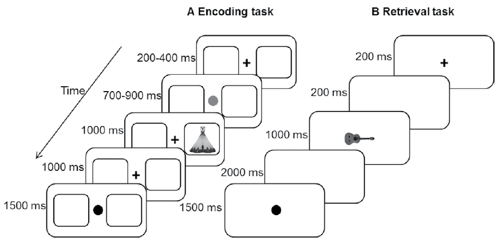 The effects of endogenous and exogenus orienting of attention on source ...