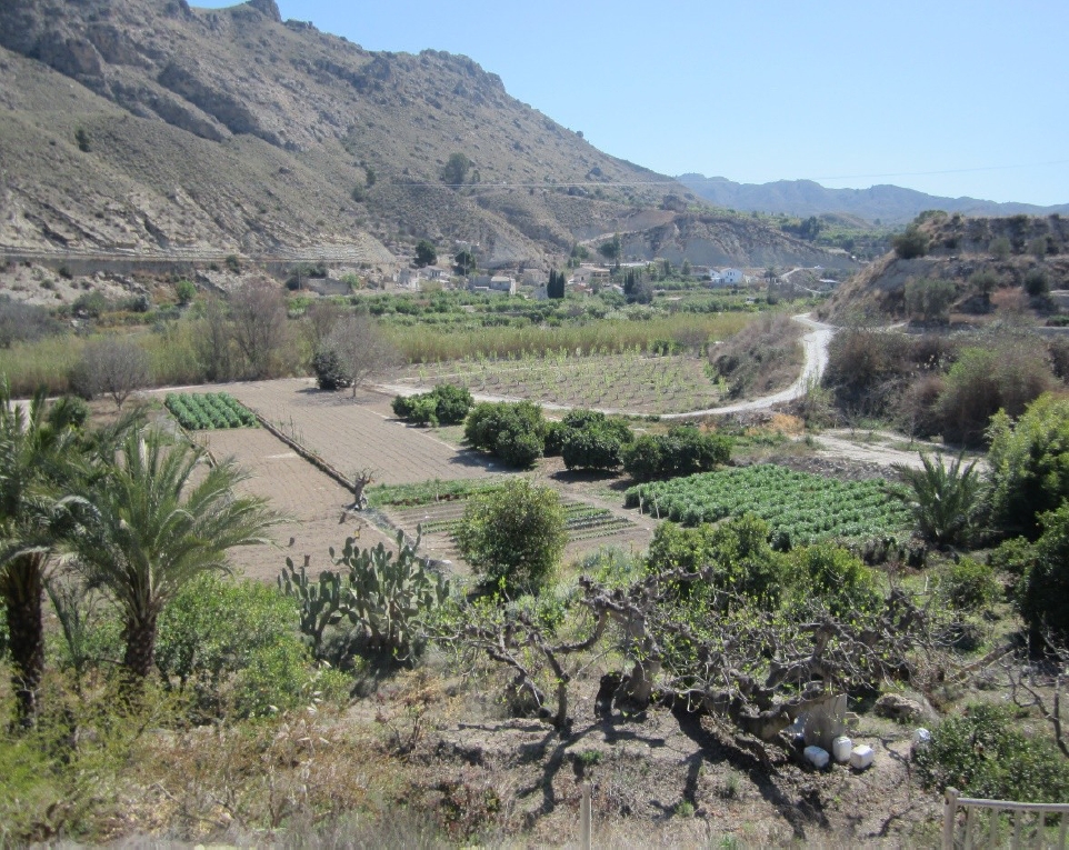 
						Soil crops with some aerial species in Cañada de Hidalgo, on the right bank of the Segura (municipal district of Abarán).
					