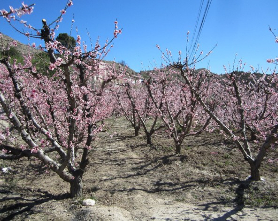 
						Stone fruit trees in bloom, in the San Pablo Motor irrigation system in the Hoya de D. García, on the left bank of the Segura (in the municipality of Abarán).
					