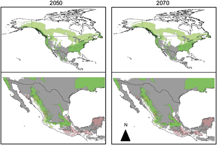 Distribution Changes Of The Toxic Mushroom Amanita Phalloides Under distribution-changes-of-the-toxic-mushroom-amanita-phalloides-under