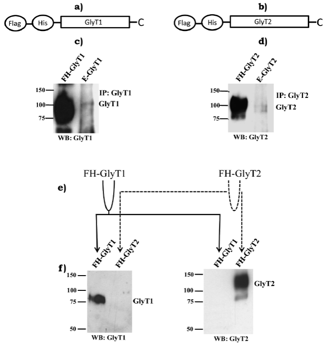 Endogenous expression of the glycine transporter 2 in C6 glioma cells ...