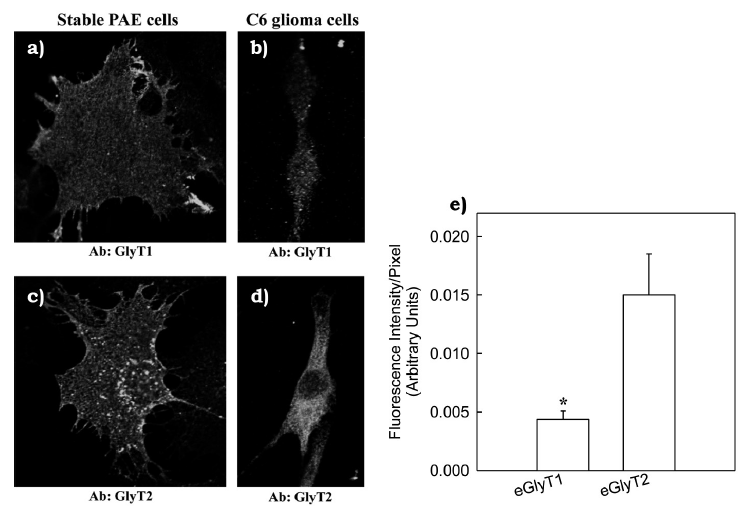 Endogenous expression of the glycine transporter 2 in C6 glioma cells ...