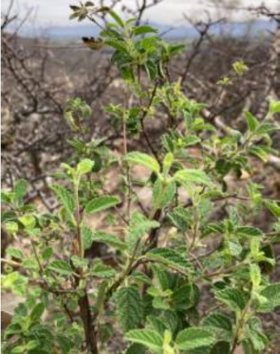 
							Lippia graveolens in Orizabita, Ixmiquilpan, Hidalgo, Mexico 
						