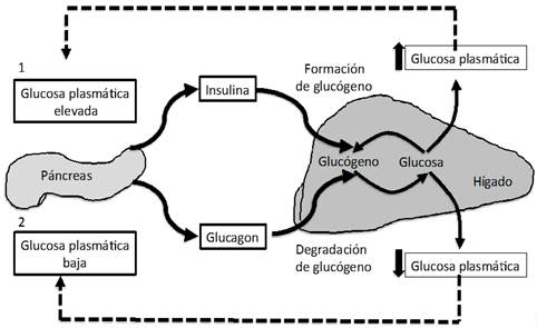 Curva larga glucosa valores