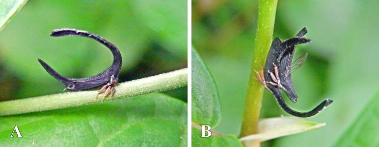 Reporte De Dos Plantas Hospederas De Agrosoma Pulchella Gu rin Reporte De Dos Plantas Hospederas De Agrosoma Pulchella Gu rin