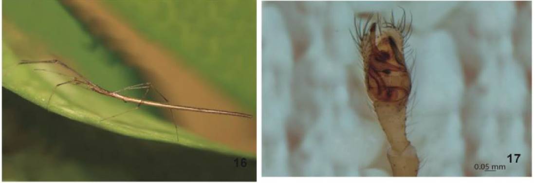 Nuevos registros de arañas (Arachnida: Araneae) para la Región del Cabo ...