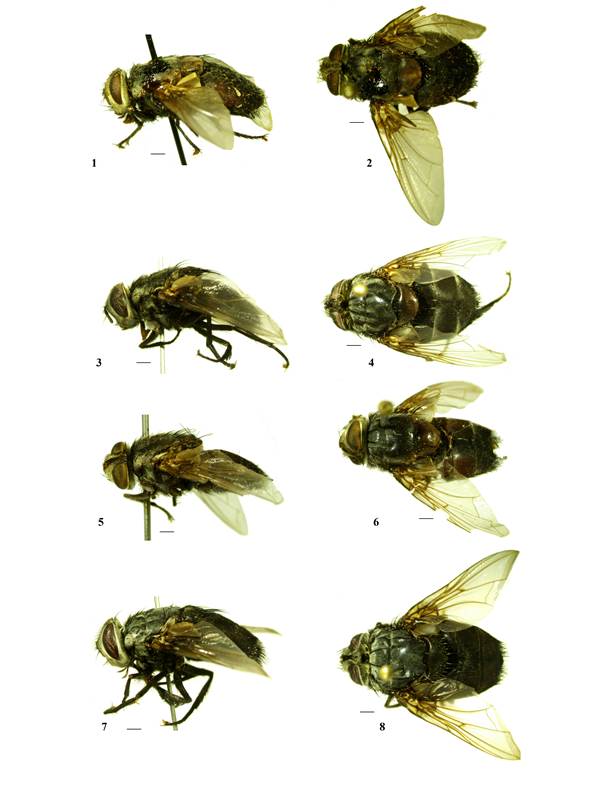 Three new species of Troparachaeta Townsend, 1928 (Diptera: Tachinidae ...