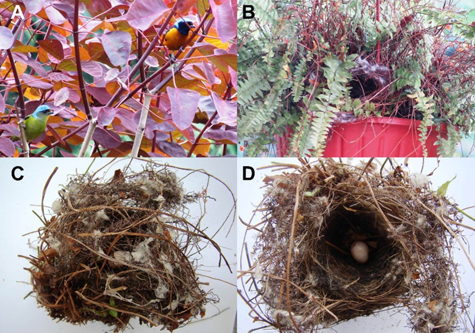 Nesting behavior of the Elegant Euphonia (Euphonia elegantissima, Aves ...