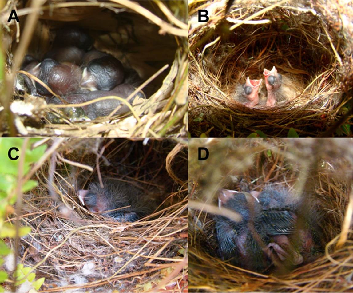 Nesting behavior of the Elegant Euphonia (Euphonia elegantissima, Aves ...