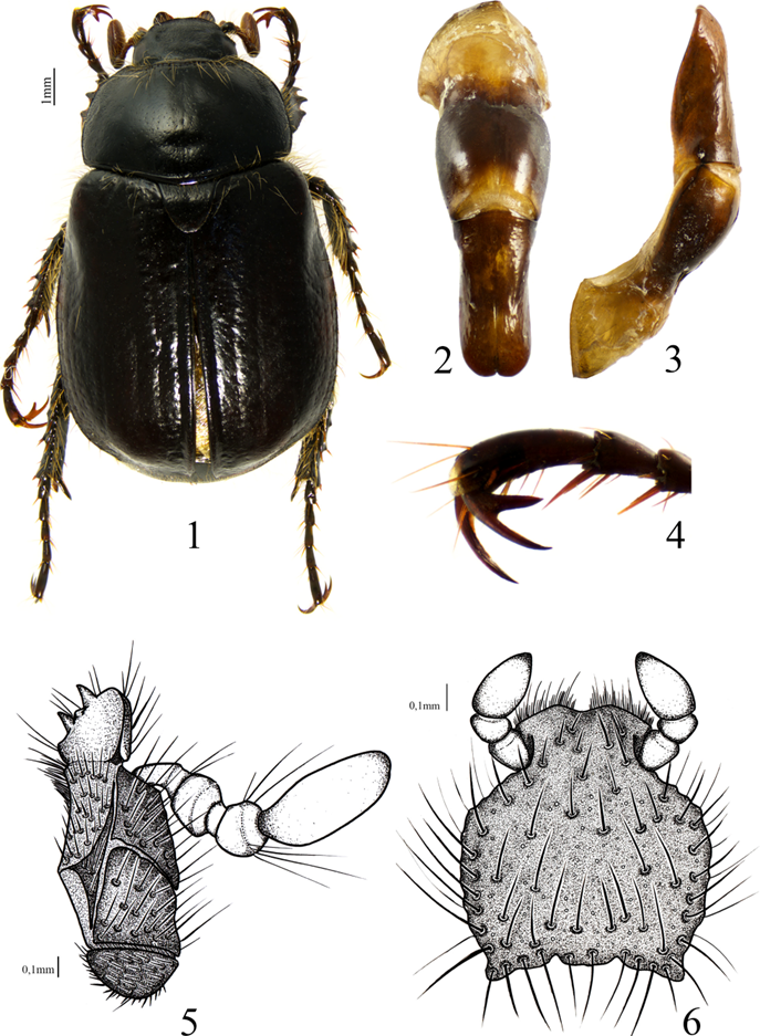 Una nueva especie de Microogenius Gutiérrez, 1951 de Perú (Coleoptera ...