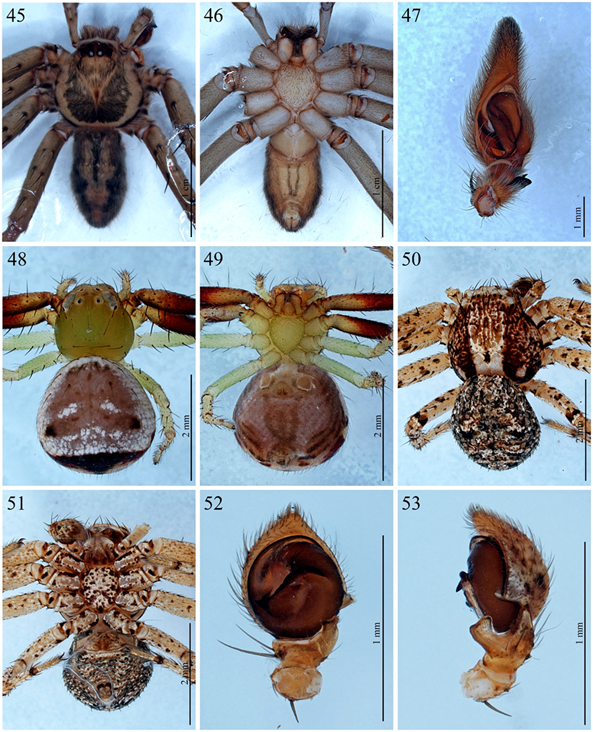Current knowledge of spiders (Arachnida: Araneae) from Sinaloa, Mexico ...
