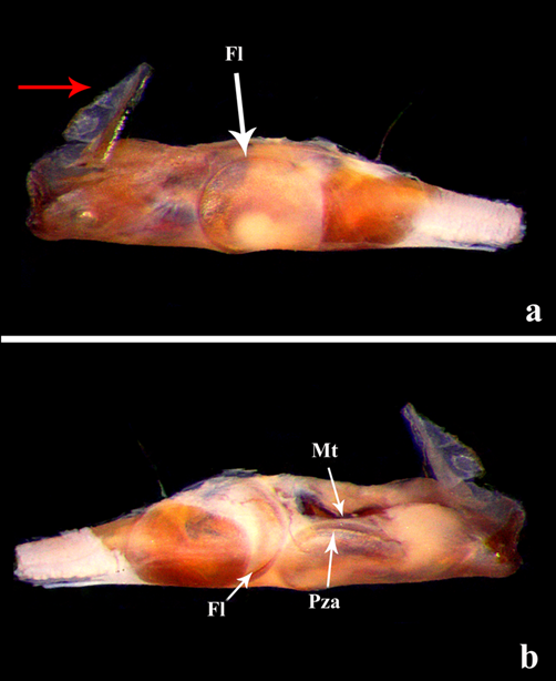 La cápsula genital en machos de Cicindelidia carthagena carthagena ...