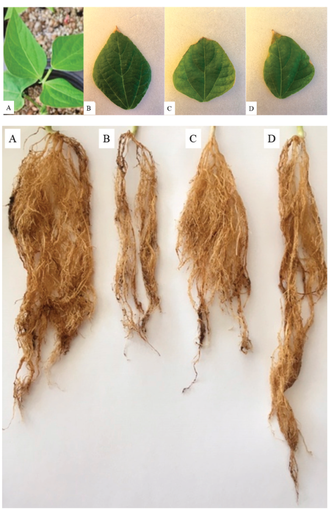 Assessment of antioxidant enzymes in leaves and roots of Phaseolus ...