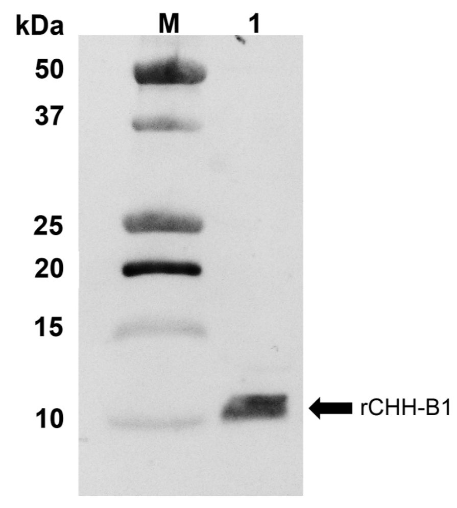 Rchh Dose-dependent effect of recombinant CHH-B1 on osmoregulatory capacity ...