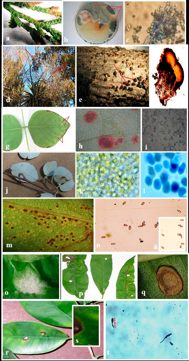 predominancia-de-especies-forestales-y-asociaci-n-de-hongos