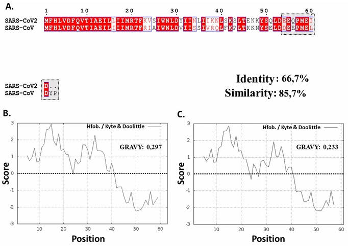 Binding affinities analysis of ivermectin, nucleocapsid and ORF6 ...