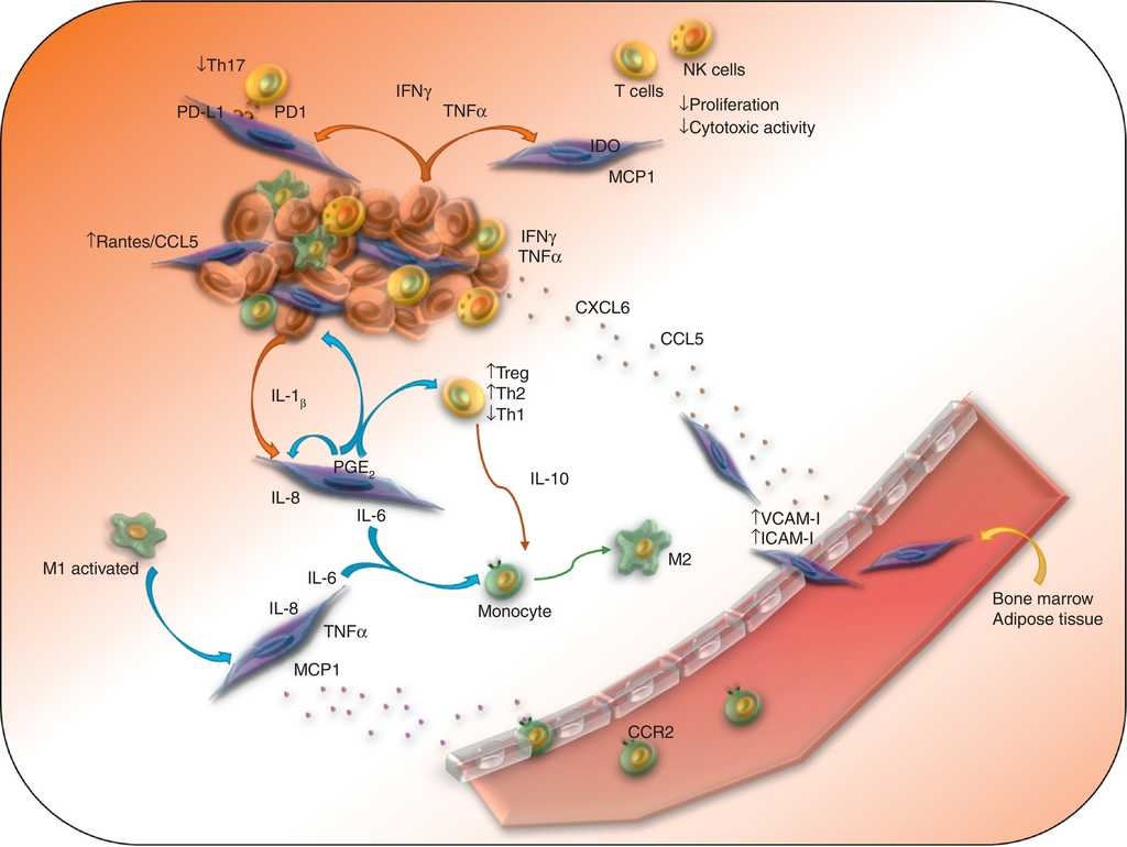 Participation of mesenchymal stem cells in the regulation of immune ...