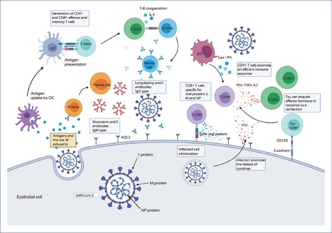 Mapping SARS-CoV-2 antigenic relationships and serological responses